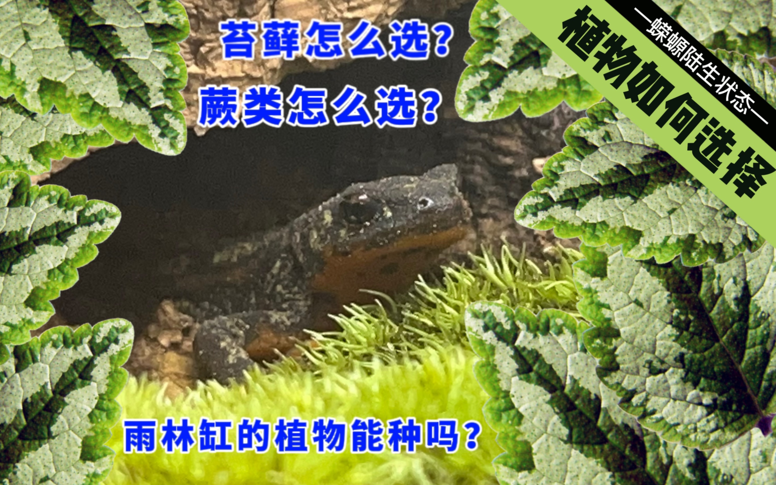 蝾螈陆生缸植物如何选择?哔哩哔哩bilibili