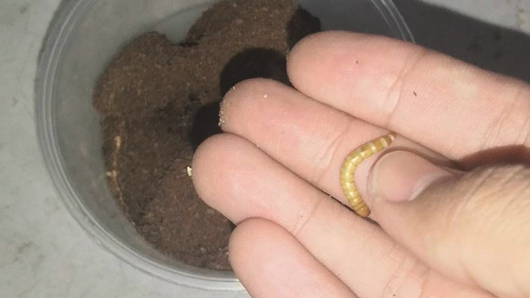 幼体蜘蛛喂食一次就能蜕一次皮