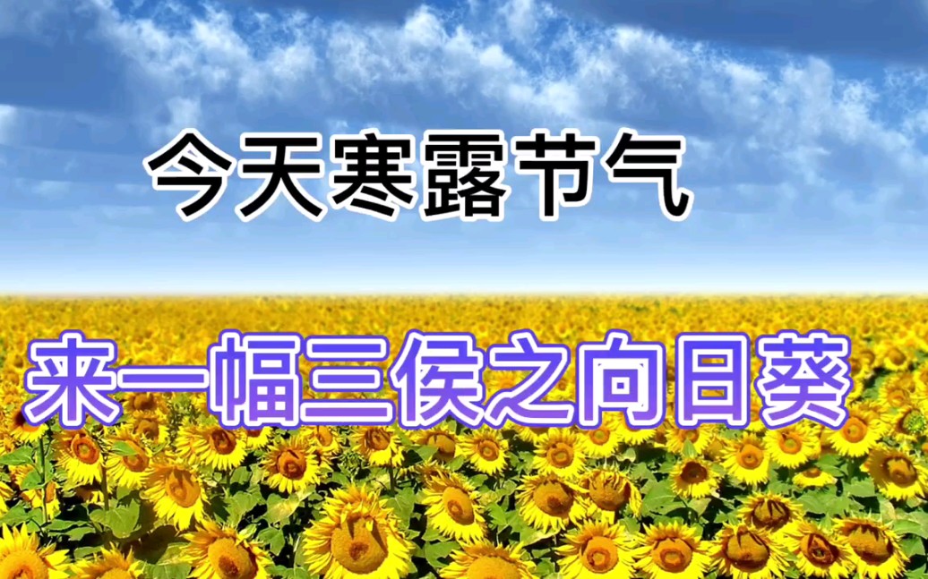 寒露:天寒露重,望君珍重.三候菊有黄华之向日葵十字绣钻石画.哔哩哔哩bilibili