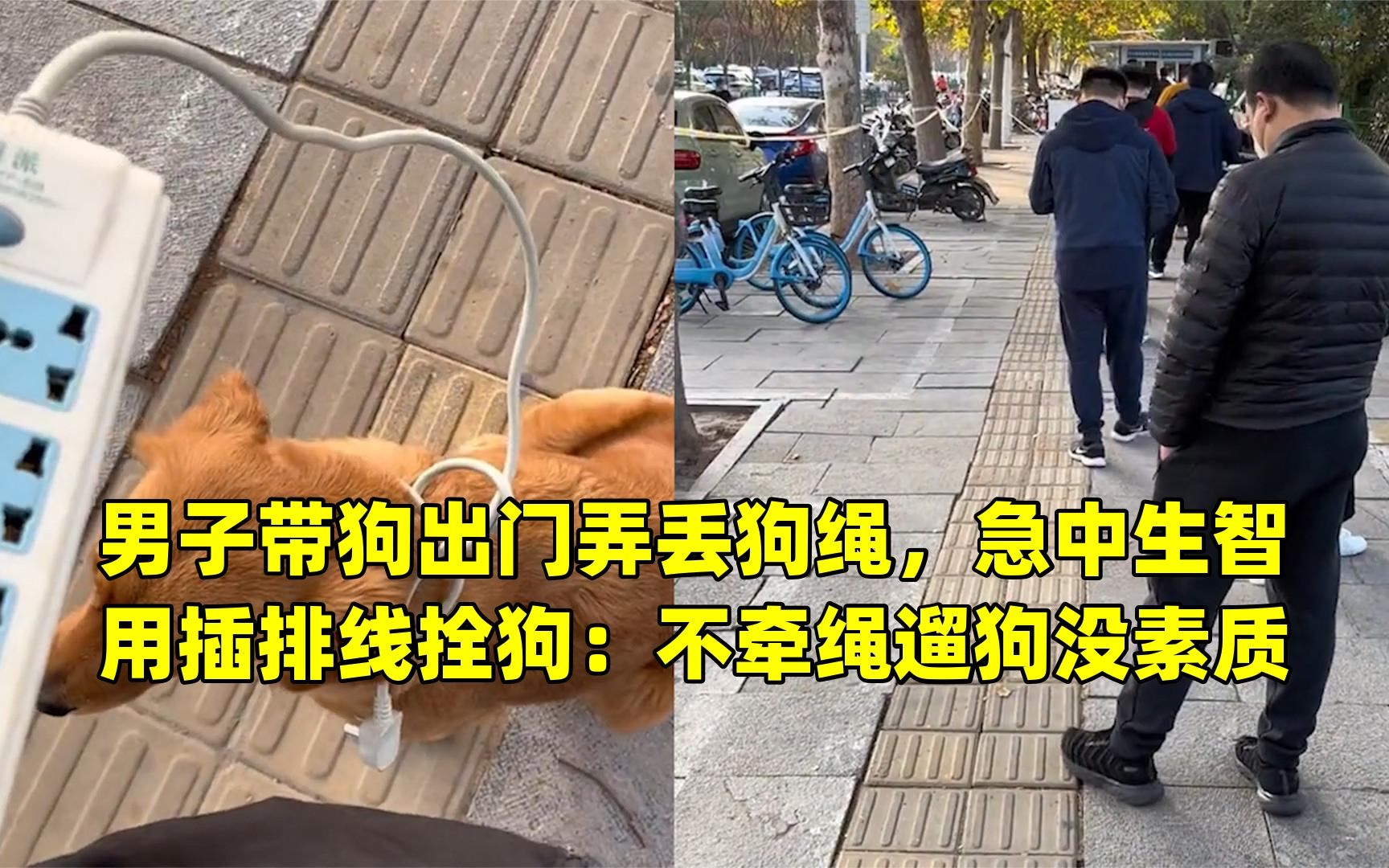 男子带狗出门弄丢狗绳,急中生智用插排线拴狗:不牵绳遛狗没素质哔哩哔哩bilibili