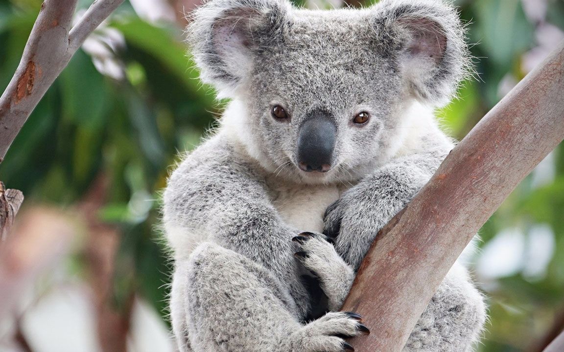 这两只考拉竟然大庭广众下