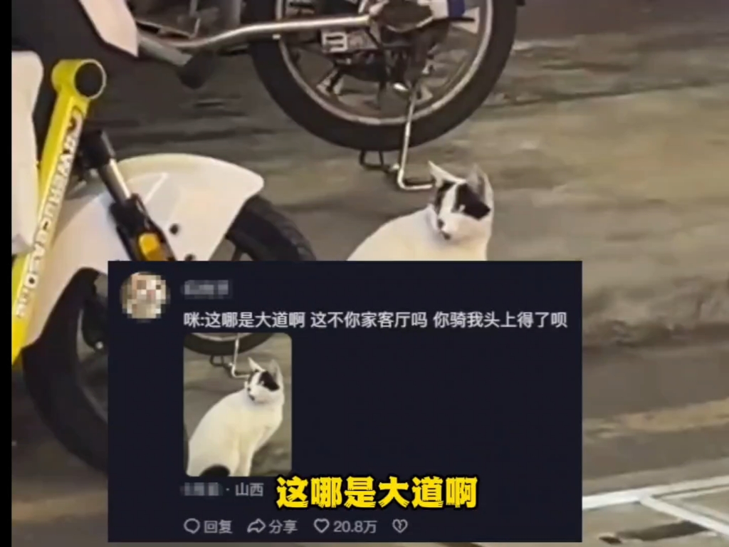 猫:眉毛下面两个蛋,只会咂巴不会看!!!哔哩哔哩bilibili