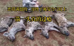 Download Video: 恶贯满盈的非洲二哥终于被复合弓猎人盯上了，一箭一头真的过瘾