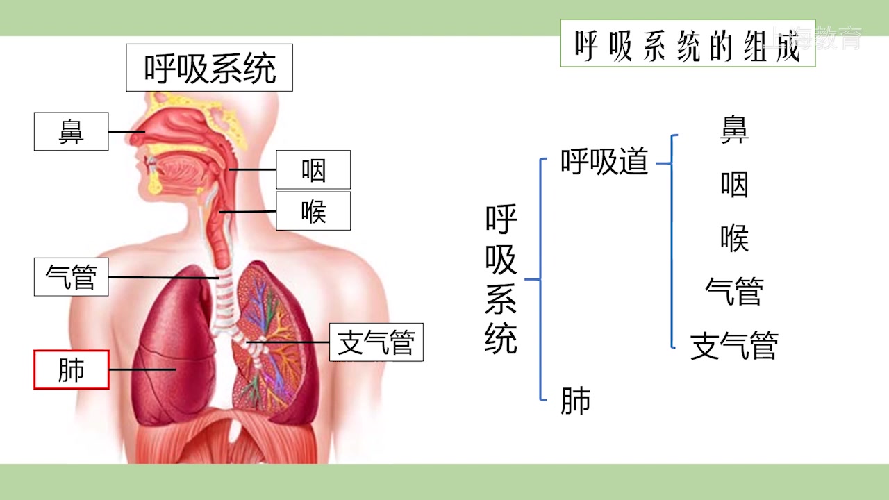 [图]八 01 08 人体如何维持内环境的稳定2-呼吸系统和血液循环