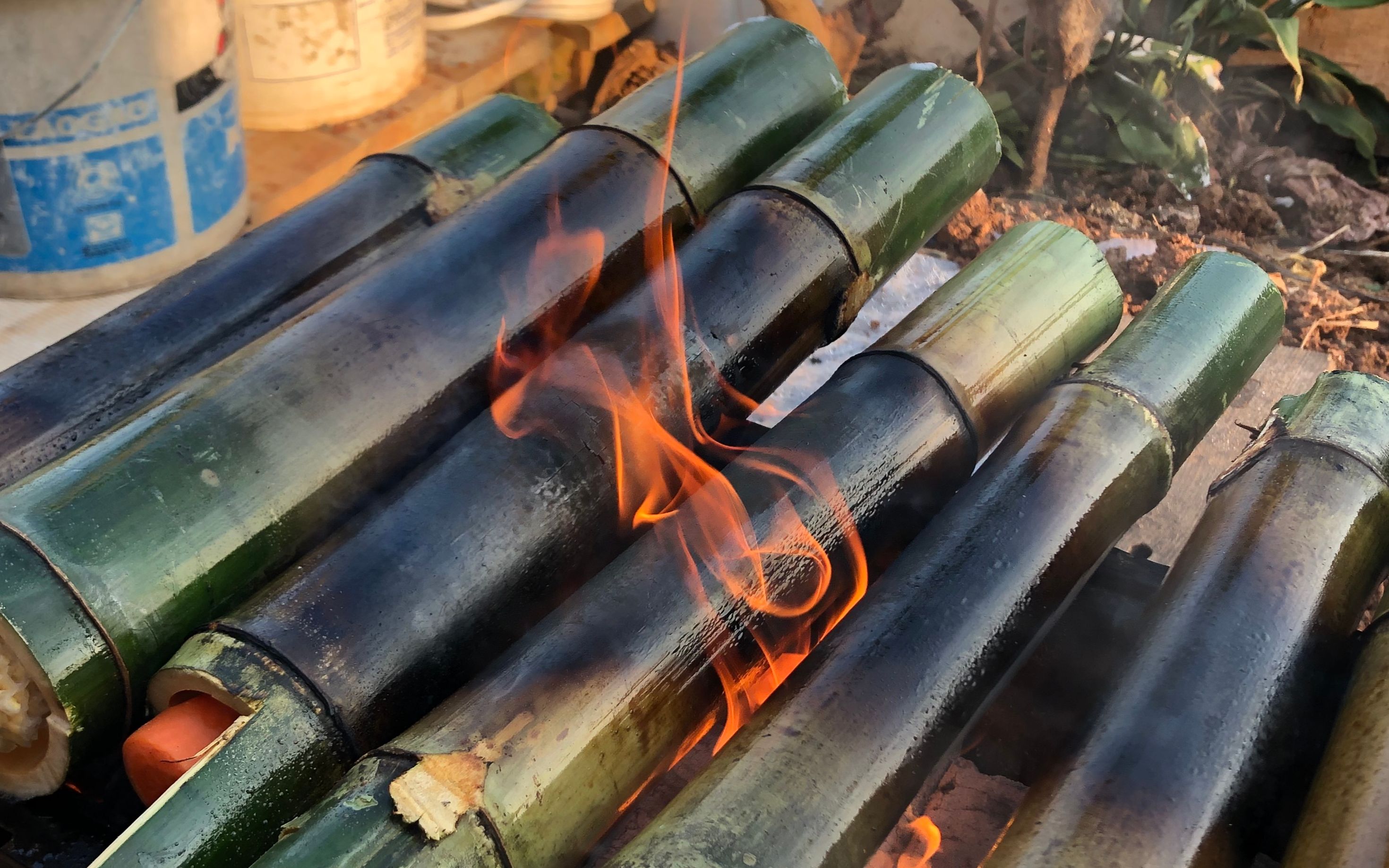 挖笋没挖到,新鲜砍的竹子来烤竹筒饭