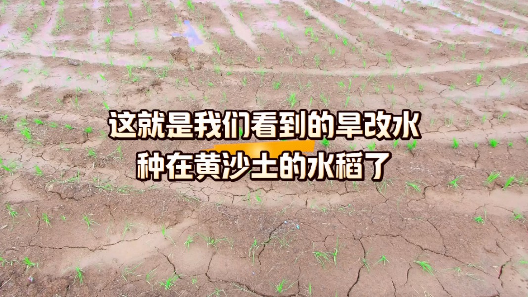 这就是花高价打造的旱改水项目,种在黄土地的水稻哔哩哔哩bilibili