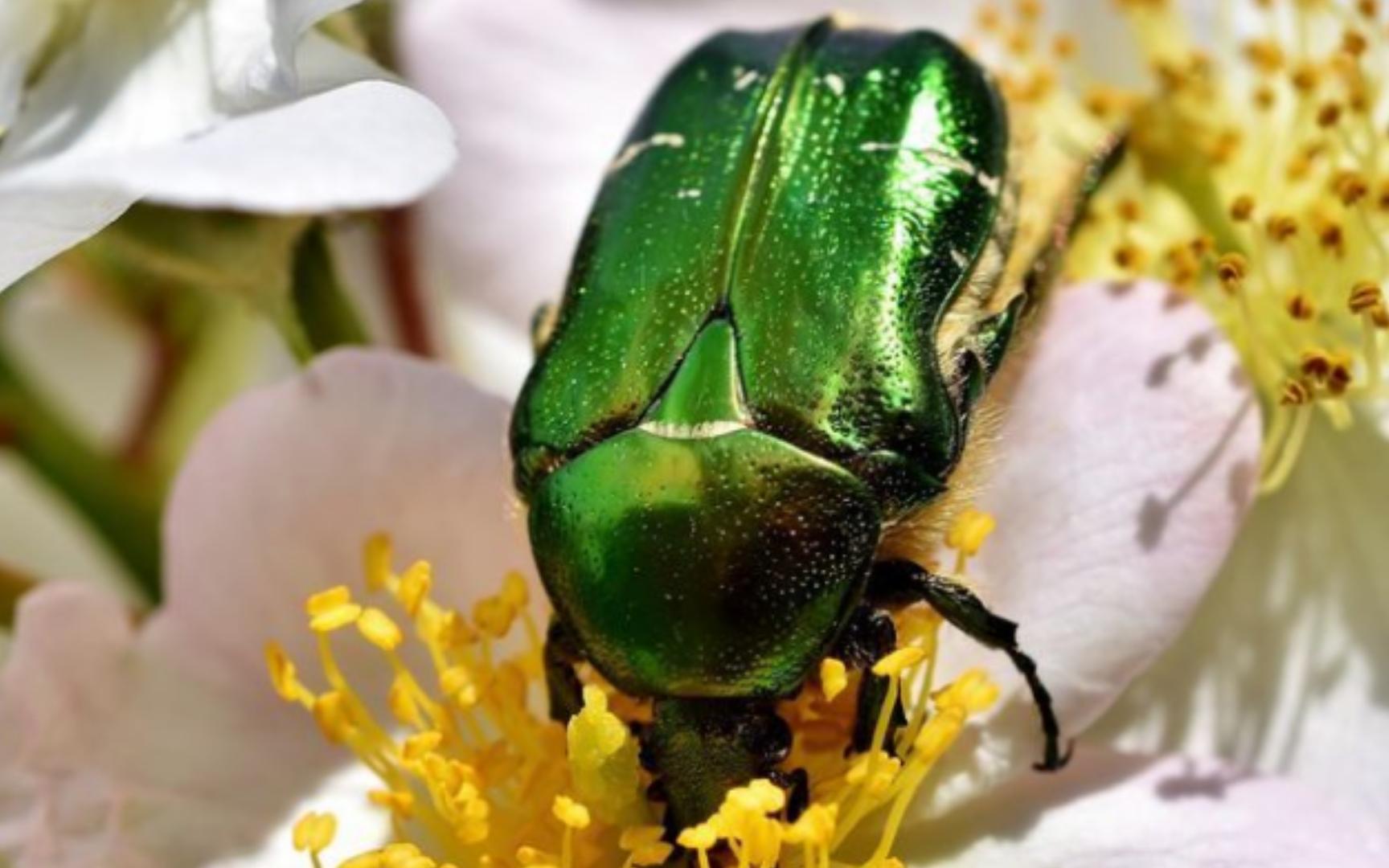 藏在花间的金花金龟 cetonia aurata