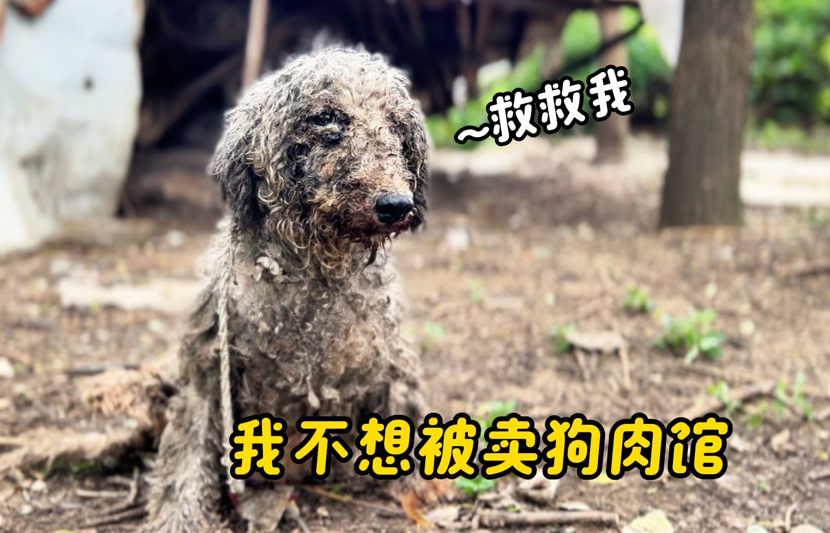 生完宝宝双腿瘫痪的繁殖犬