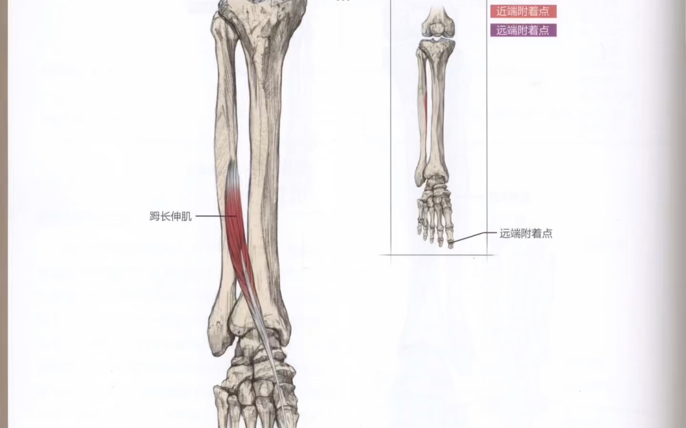 第八十七节:87,趾长伸肌和第三腓骨肌功能解剖