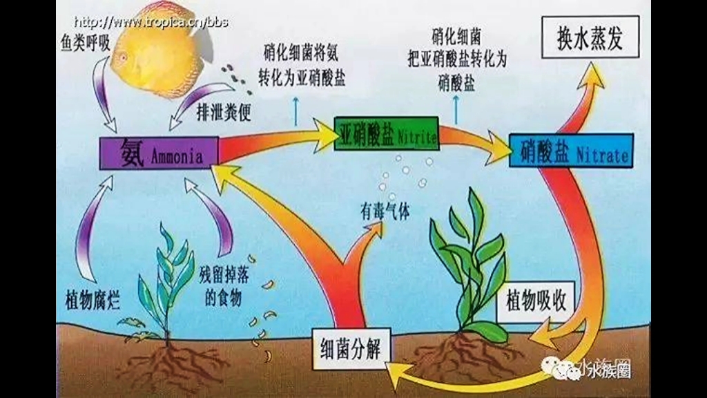 活动作品给鱼缸倒酸奶真的能培养硝化细菌吗快来看