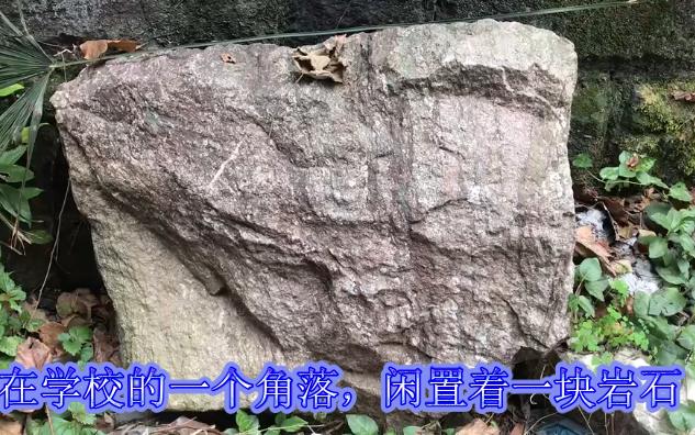 角落里的海百合茎石灰岩