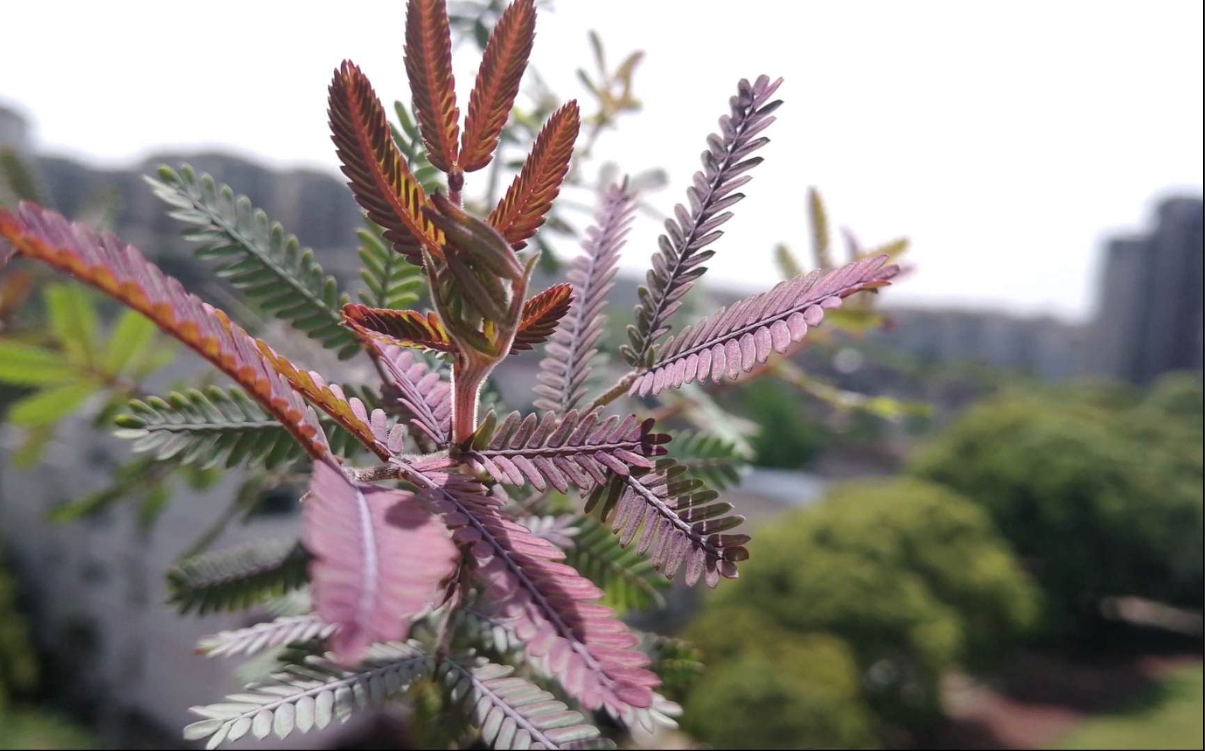 【一起来种树呀】我真的超喜欢紫叶密羽金合欢(贝利氏相思树)