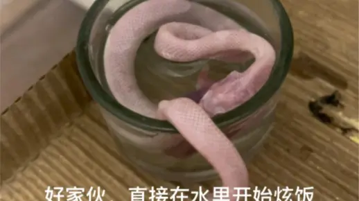 在哪都能炫饭的玉米蛇