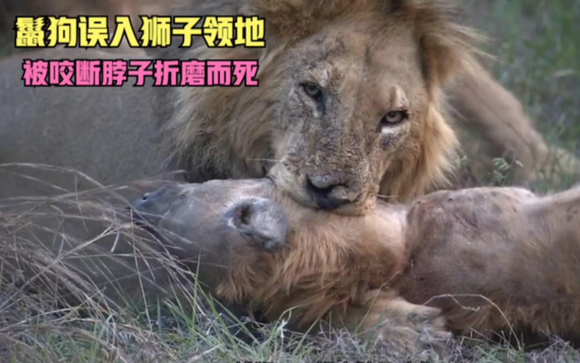 鬣狗误入狮子领地,被一口咬断脖子折磨而死,连幼崽也未能幸免!