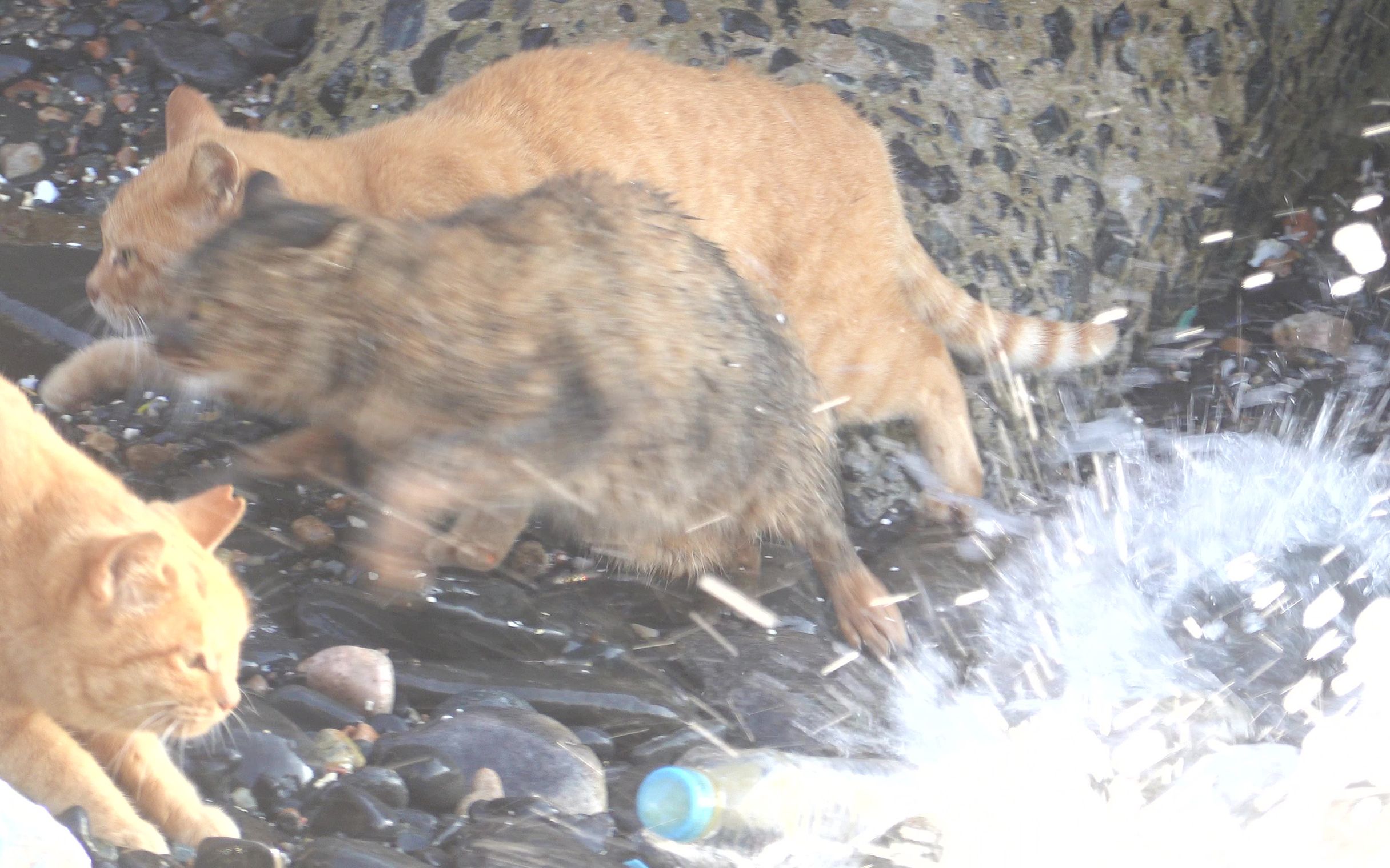 [图]被海浪溅起的猫在海里寻找食物