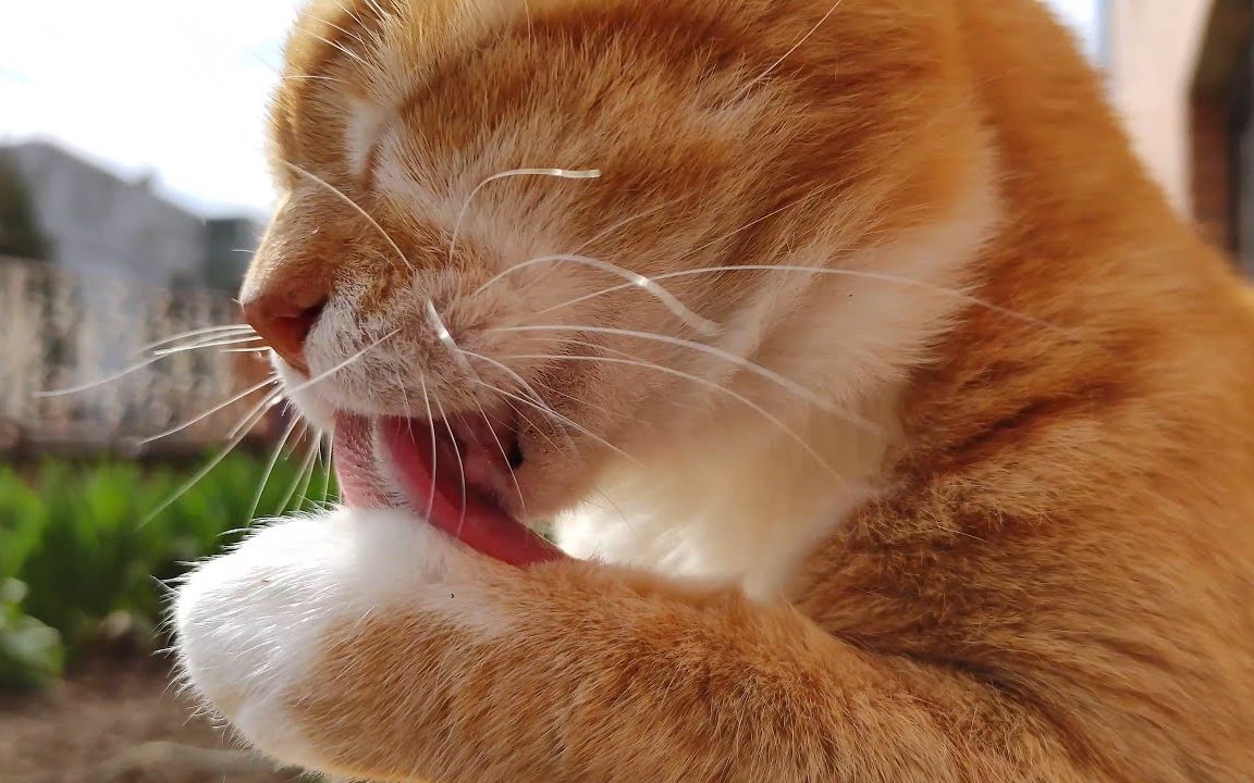 放大可爱!【橘猫 mb vids】_哔哩哔哩_bilibili