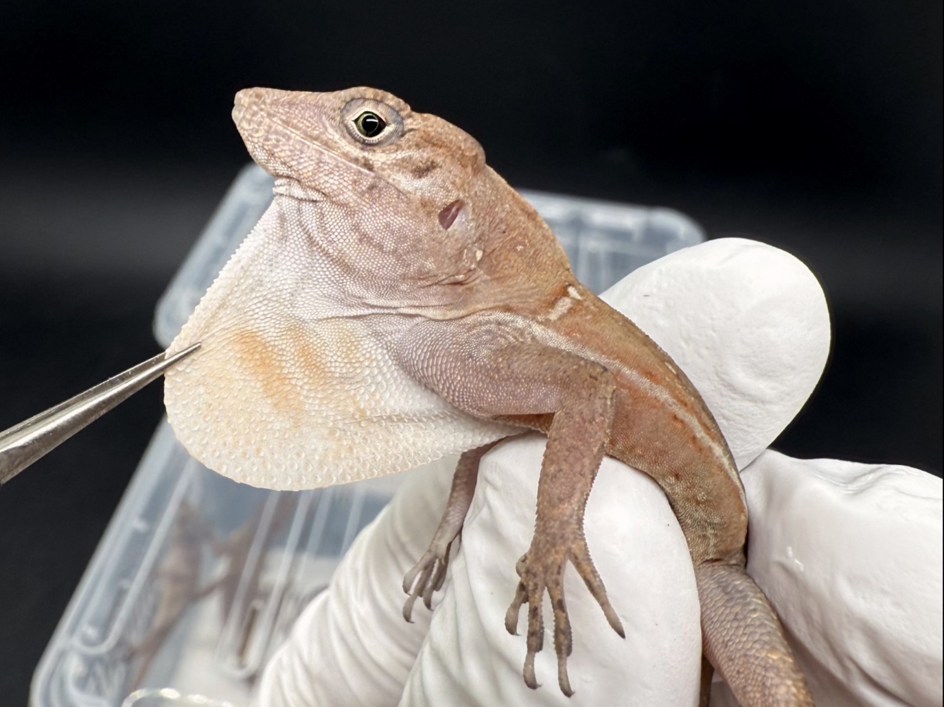 #大头安乐蜥 anolis cybotes ,成体公的头