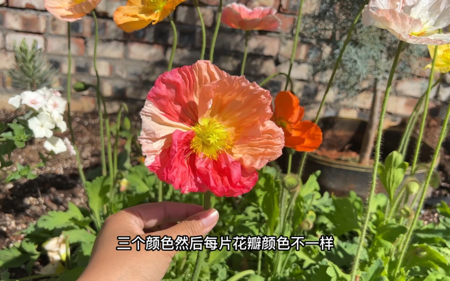 [图]这莫不是传说中的…七色花？