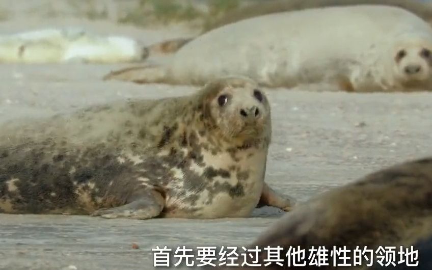 登海:雌海豹想逃离陆地,却直接被发情的雄海豹抓住,强行交配哔哩哔哩bilibili