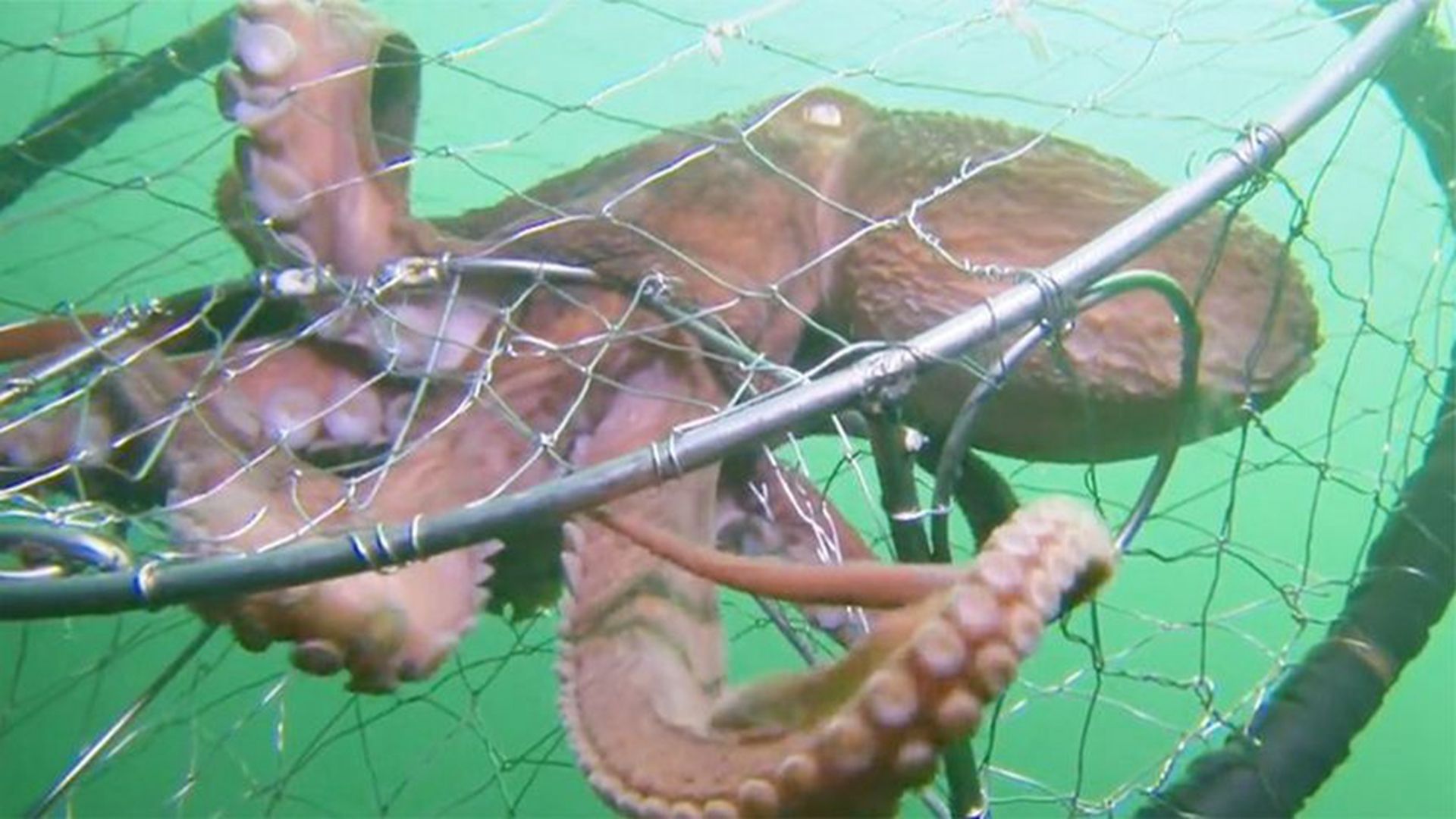 章鱼钻进人类的陷阱吃螃蟹,意识到中计后,它的反应令人不寒而栗