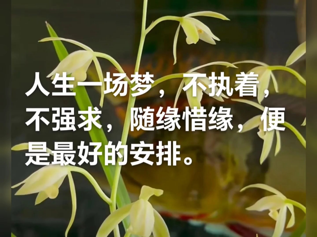 人生一场梦,不执着,不强求,随缘惜缘,便是最好的安排.