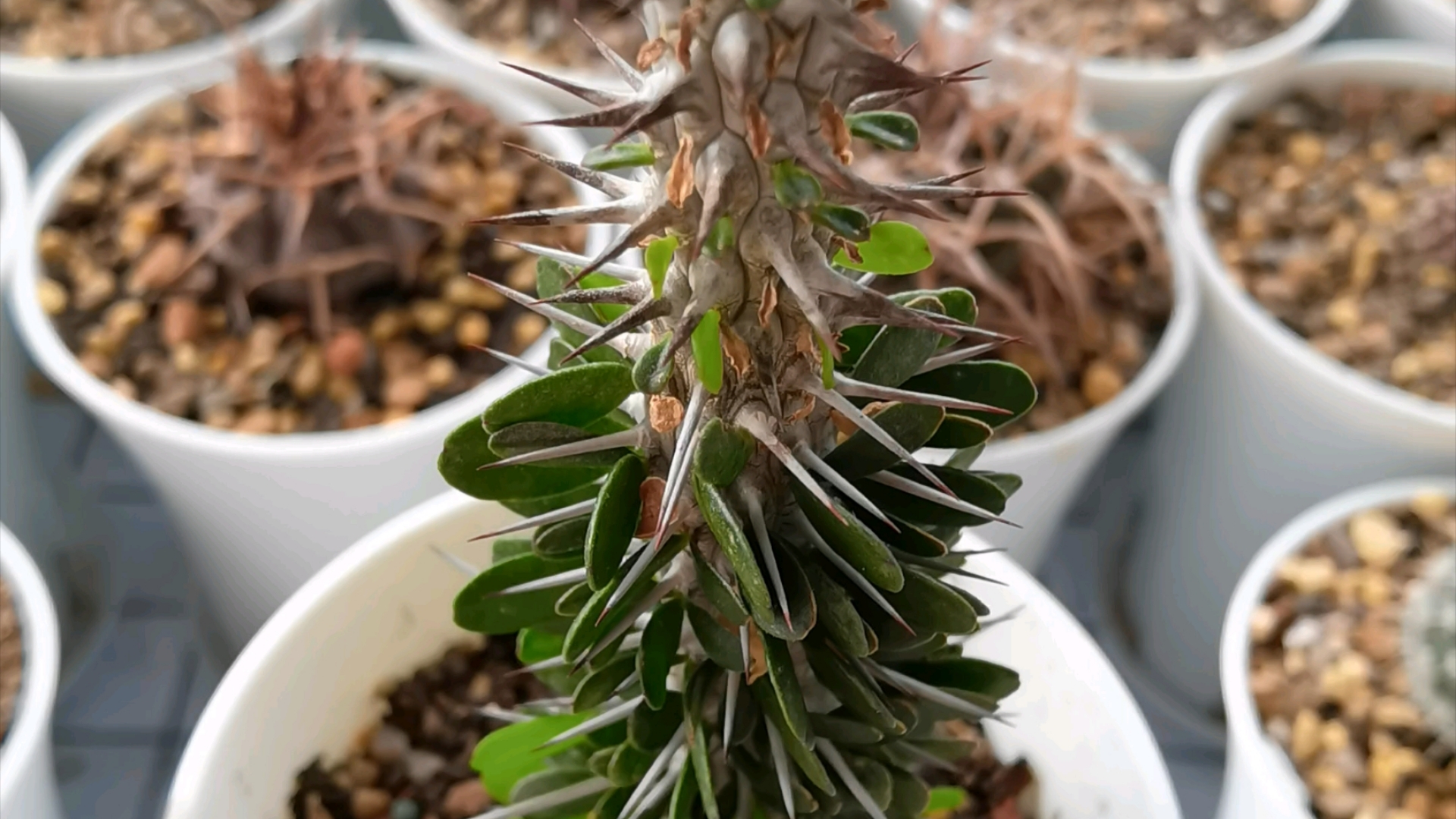 魔物之森