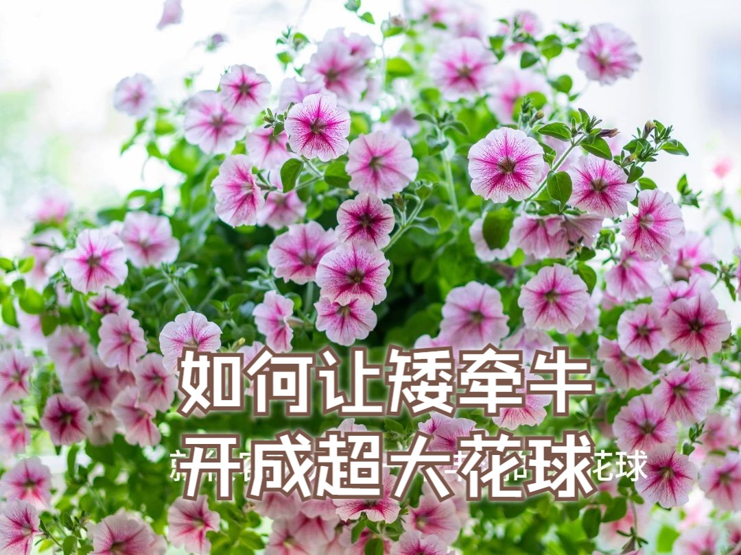 矮牵牛播种教程7/摘心打顶篇哔哩哔哩bilibili