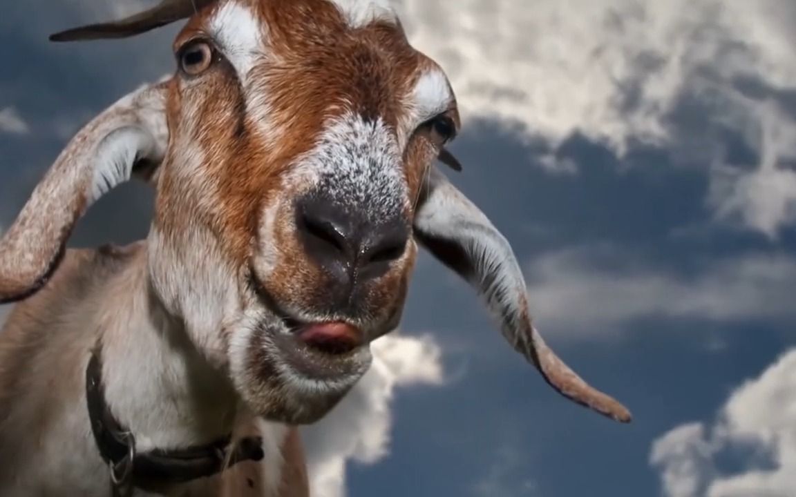 历史上最奇葩的惩罚方式,山羊舔脚,不打不骂让人活活笑死