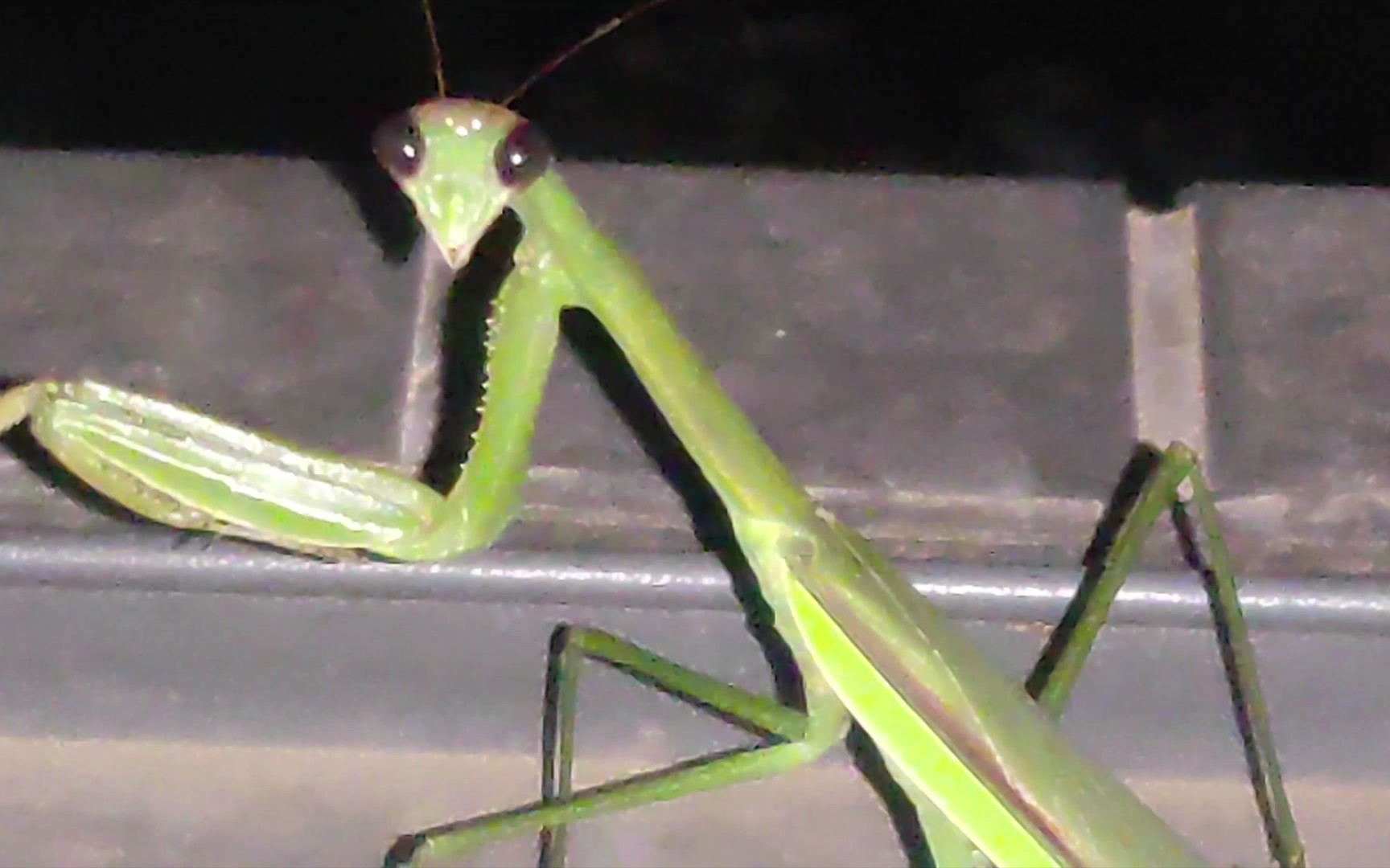 长这么大第一次见这么大的野生螳螂