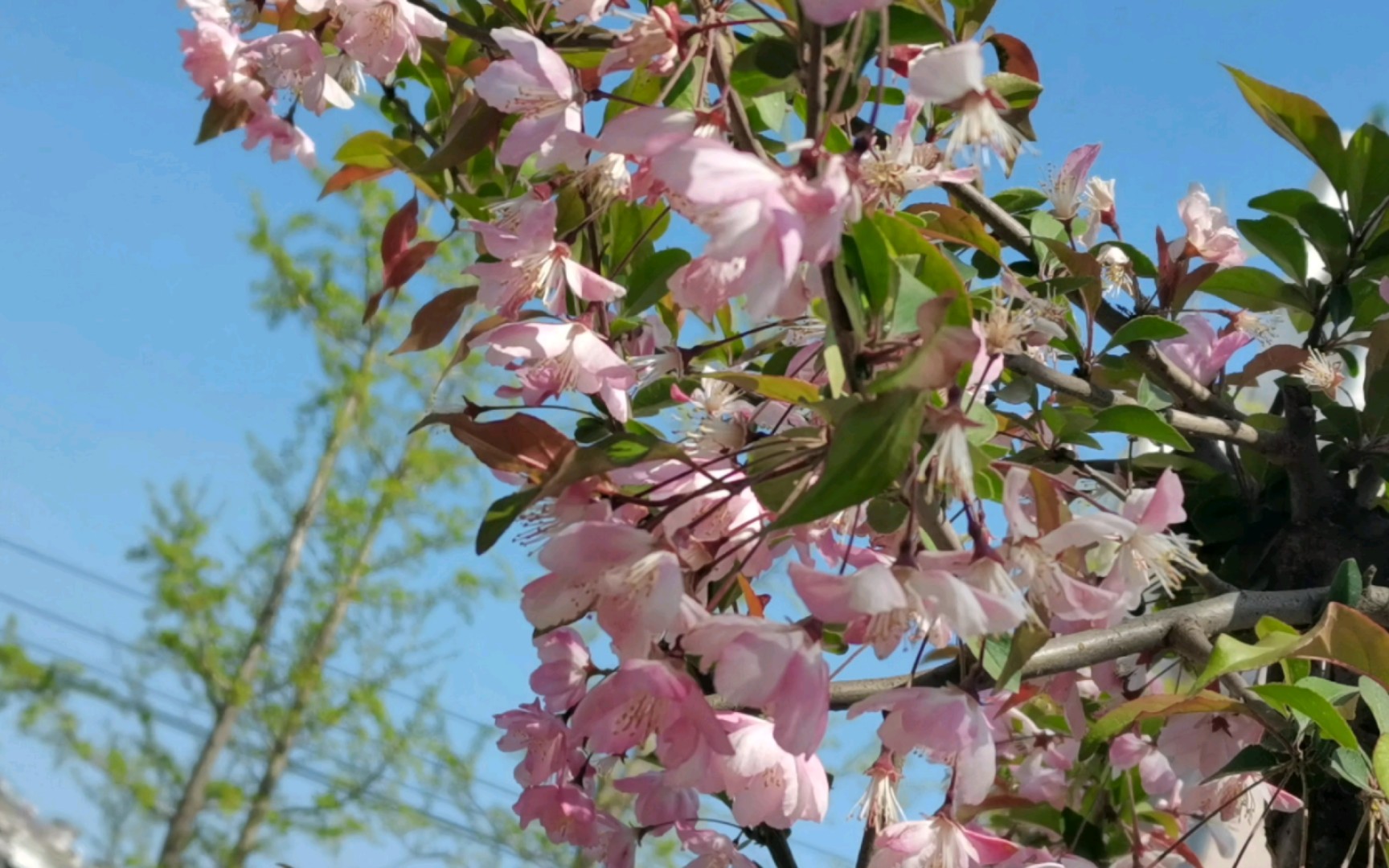 春天路边随拍的海棠花
