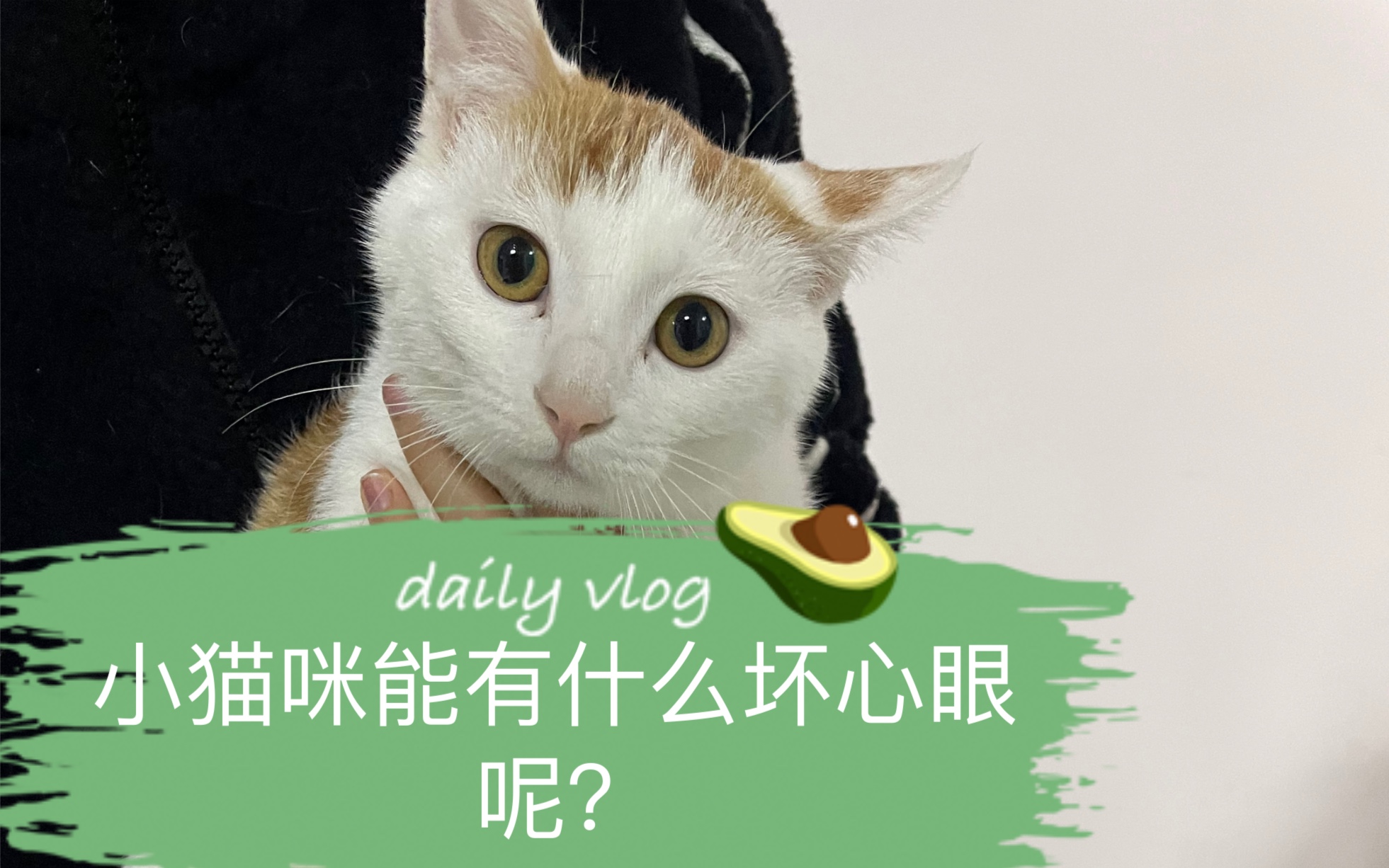 什么沙雕猫