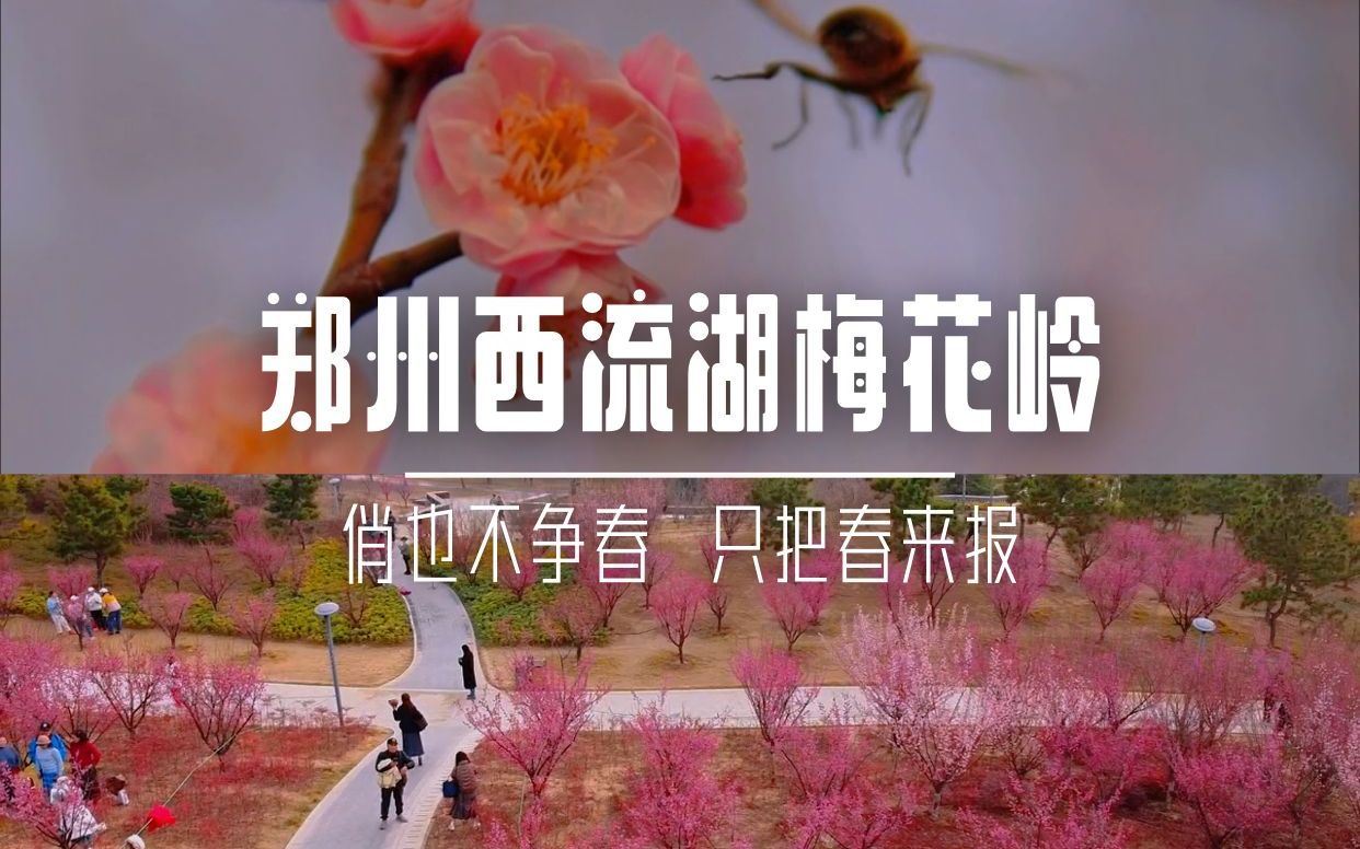 [图]郑州赏花第一波，就是只把春来报的梅花，西流湖的梅花岭，在南区东侧，正是盛开之时。