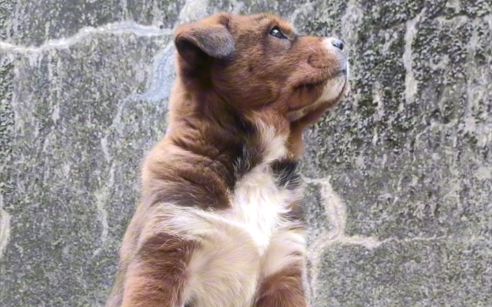 45度角仰望的田园犬