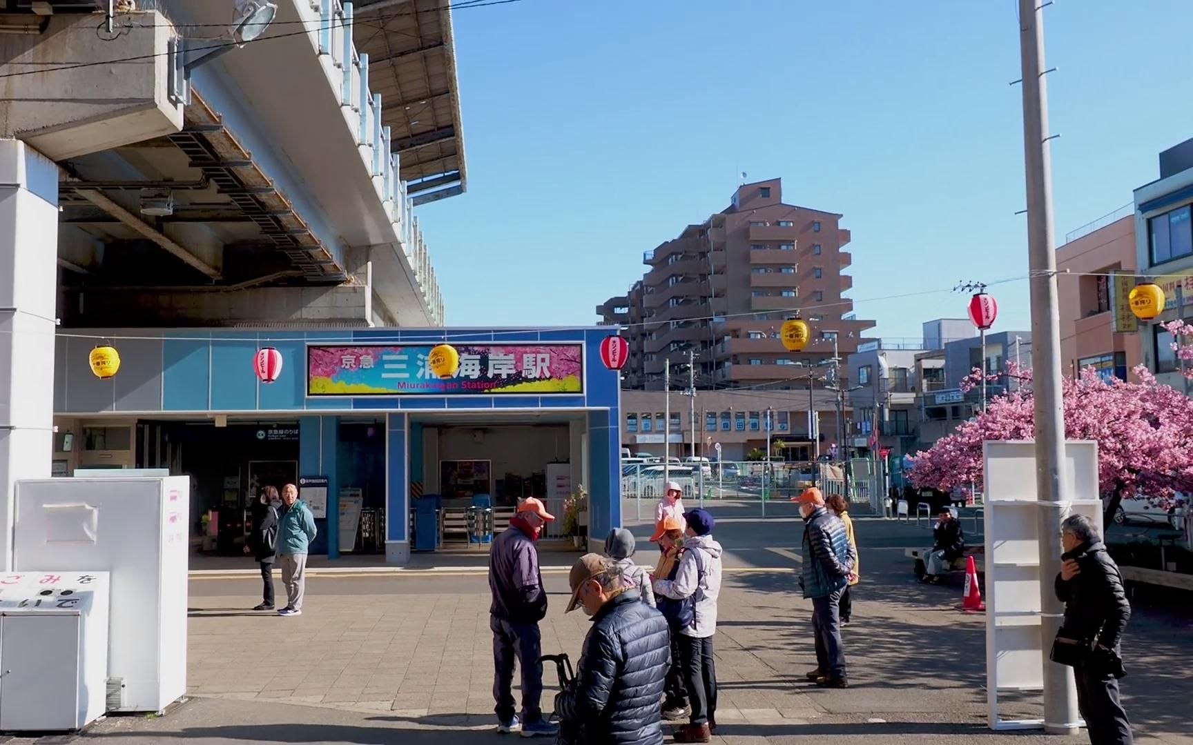 三浦海岸 河津桜【Cherry blossoms】Sakura and Train,Miurakaigan 2020哔哩哔哩bilibili