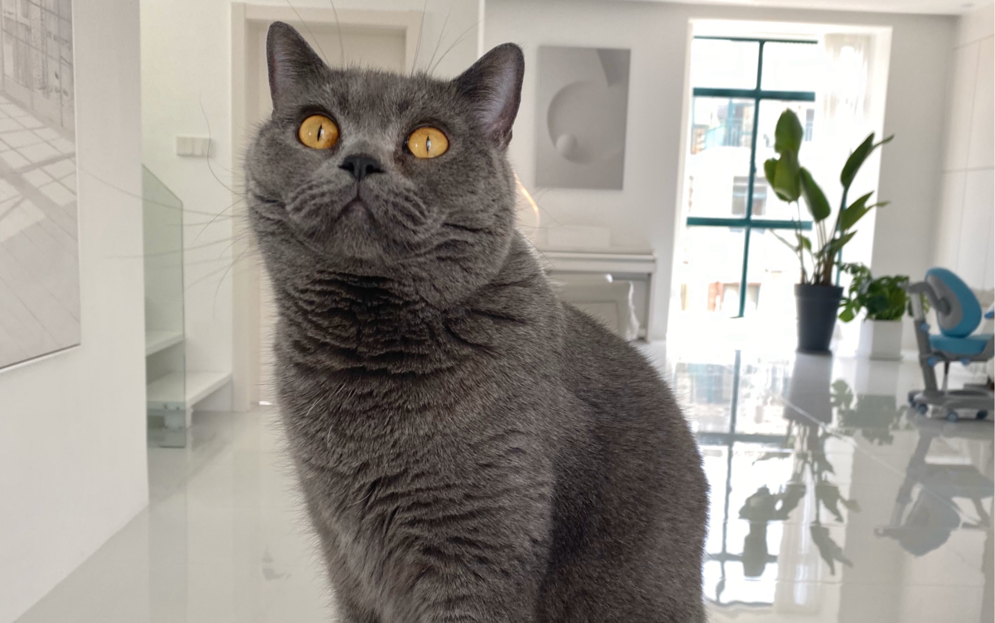 麻麻是传说中的人形猫薄荷