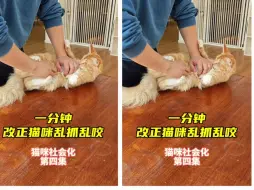 Download Video: 猫咪乱抓乱咬怎么办