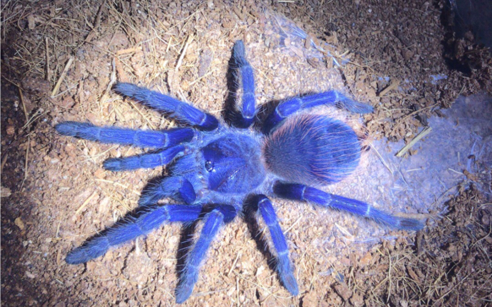 蓝色蜘蛛 有毒图片