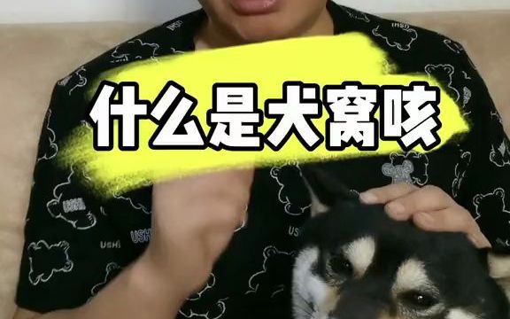 【狗子品种科普】狗狗犬窝咳怎么办?哔哩哔哩bilibili