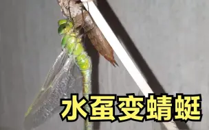 Download Video: 蜻蜓蜕变有多震撼！水虿如何变成小蜻蜓？