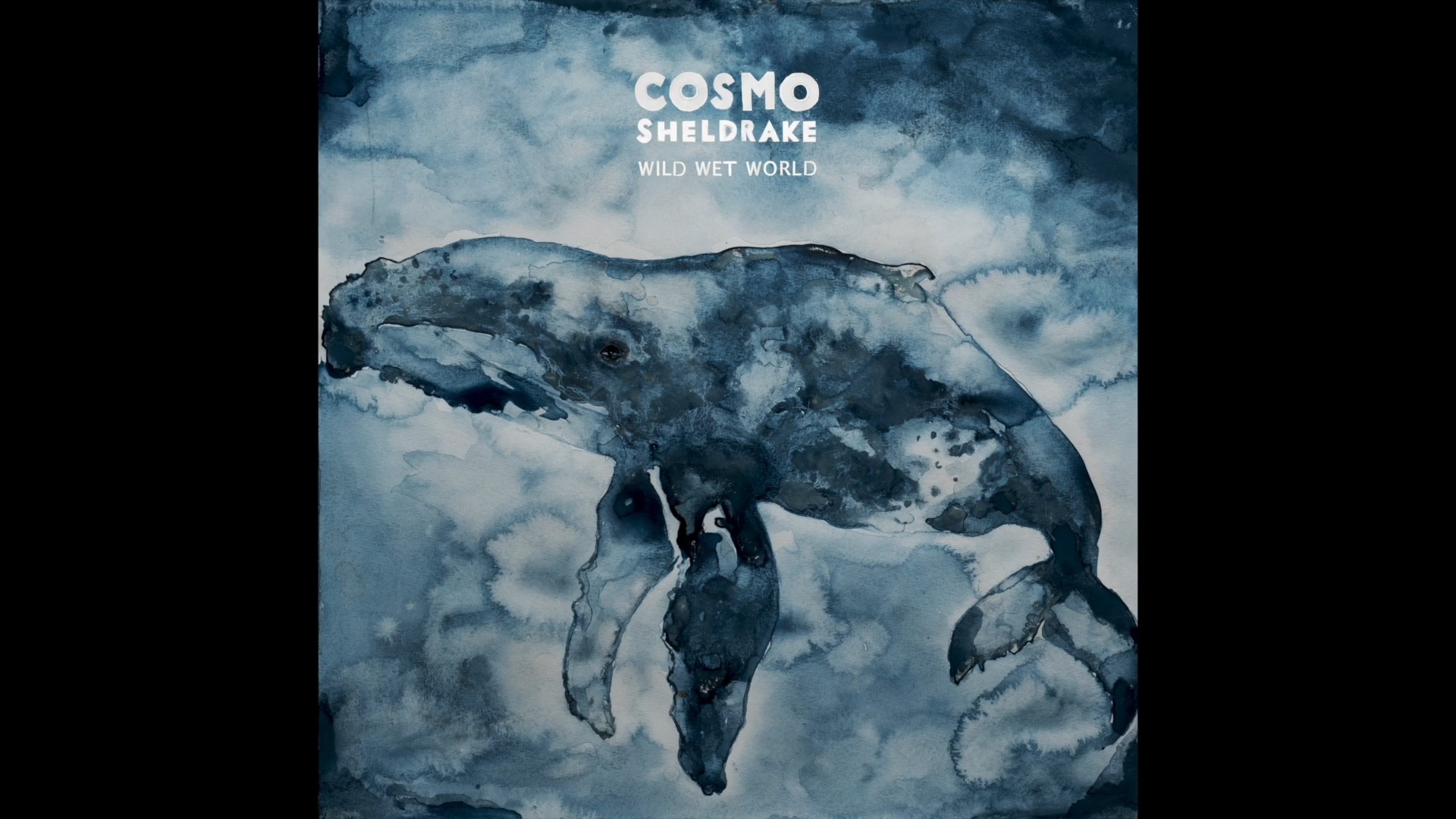 英国音乐人Cosmo Sheldrake  Cosmo Sheldrake  Plankton哔哩哔哩bilibili