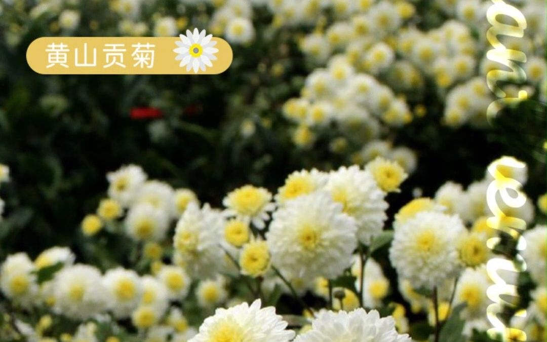 菊花盆栽|黄山贡菊 可泡茶喝清热解毒哔哩哔哩bilibili