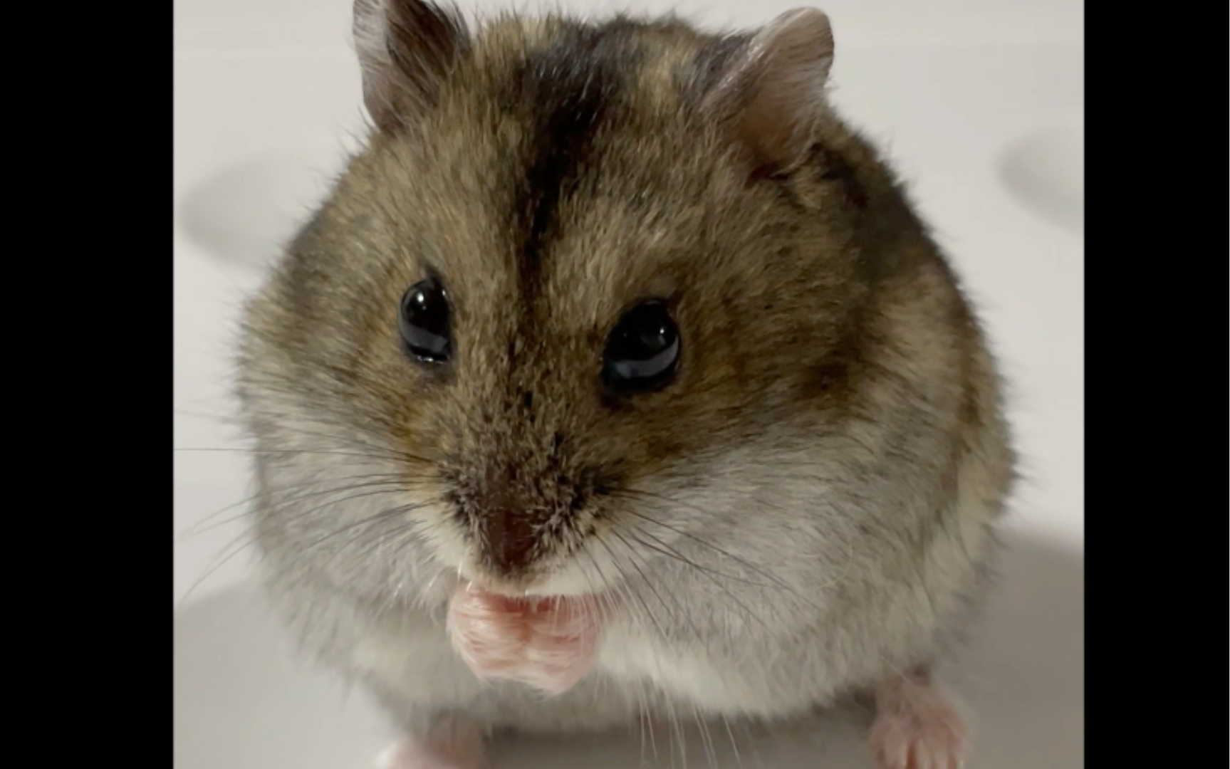 活动  【仓鼠】主动营业,怼脸吃播