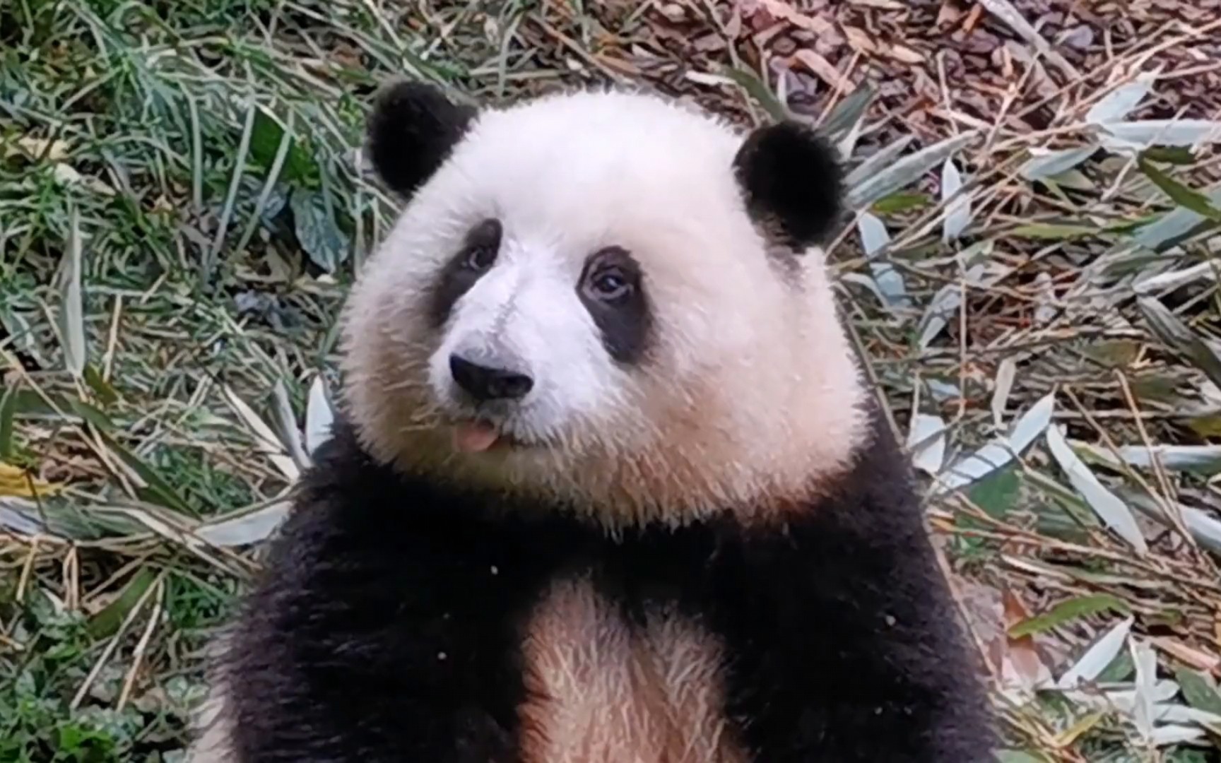 熊猫卖萌图片舌头图片