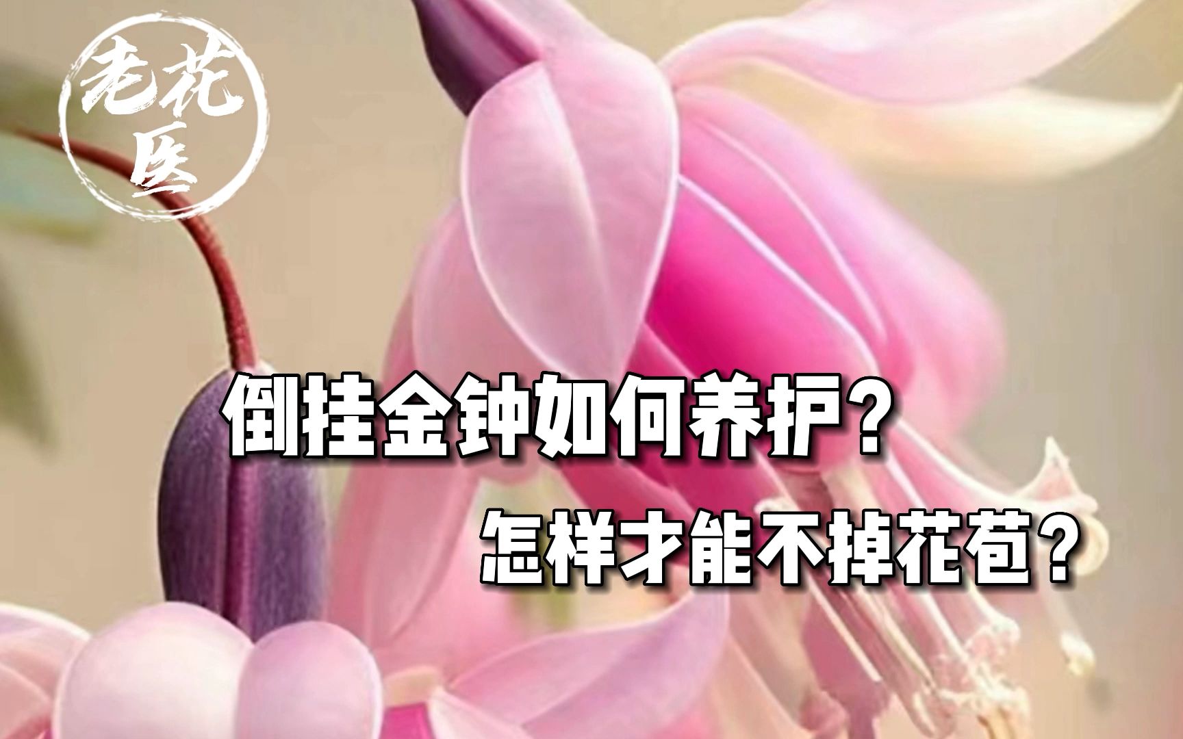 倒挂金钟如何正确养护?怎样才能不掉花苞?哔哩哔哩bilibili