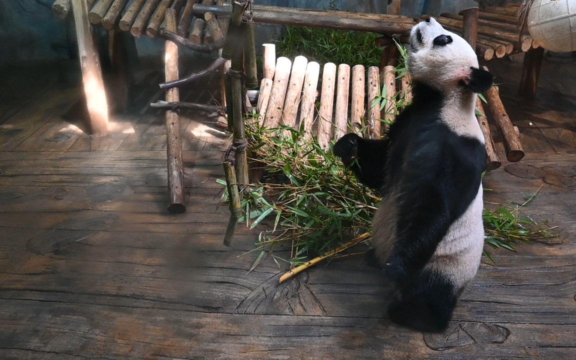 【大熊猫园舟】大头为了吃口零食不容易啊.