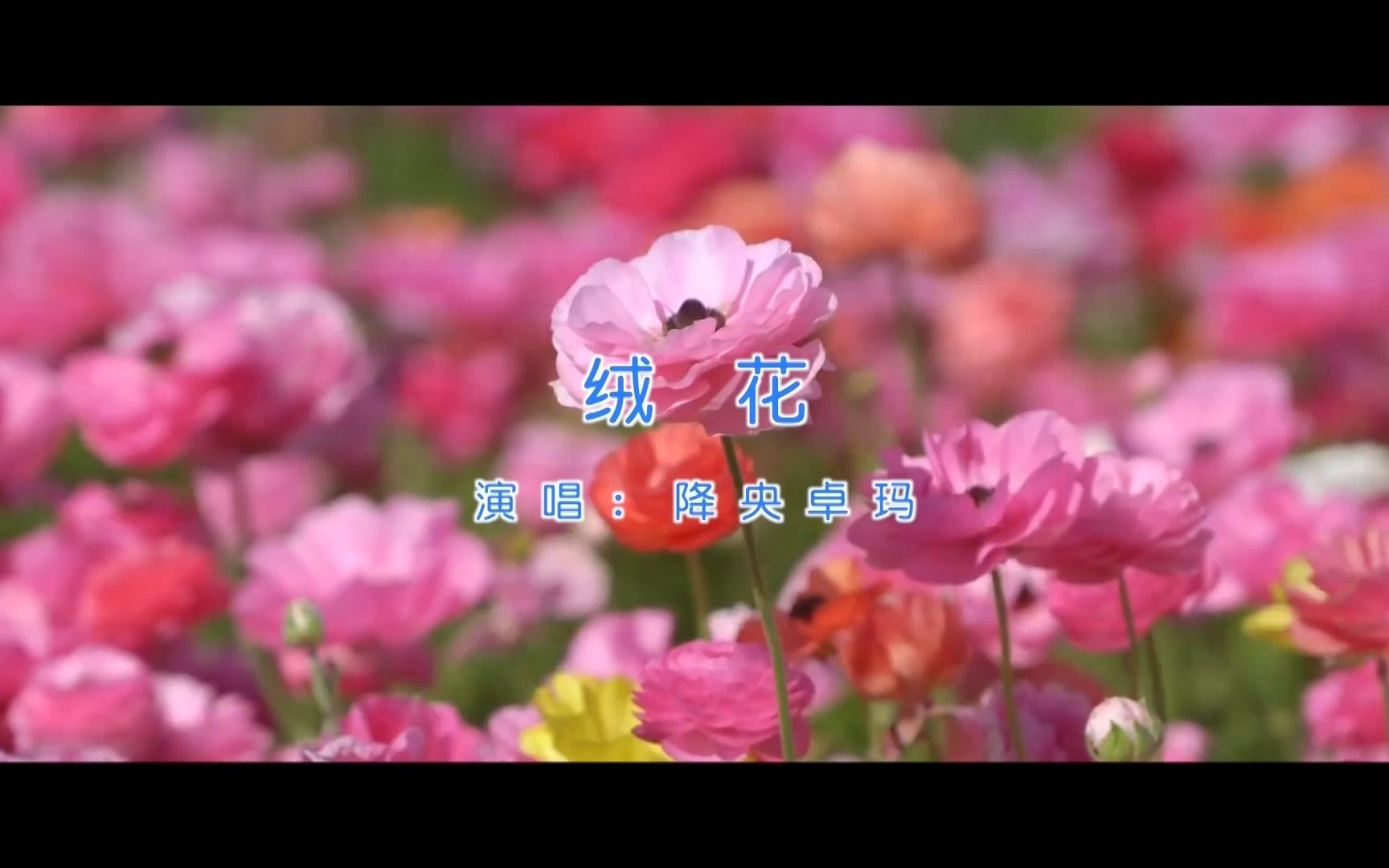 [图]【官方高清KTV版MV】降央卓玛《绒花》