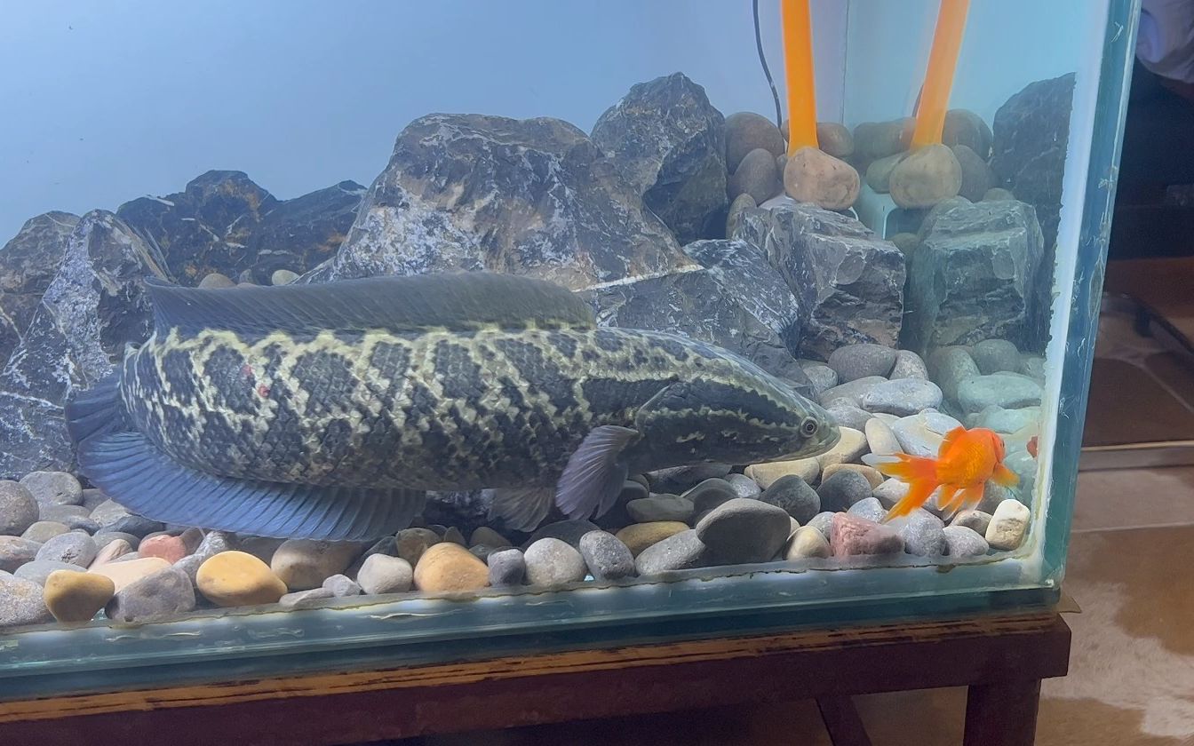 国产猛鱼蟒纹雷龙入缸第二天,爆口15厘米大草金,太猛了!