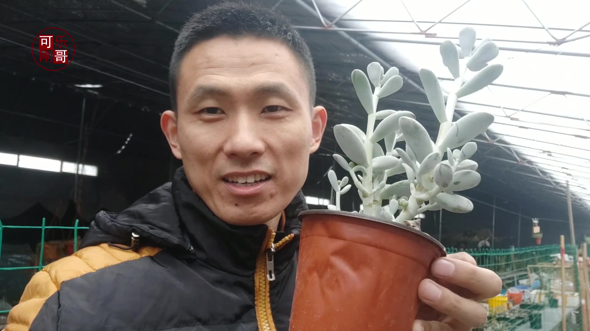 乒乓福娘徒长了怎么办?砍头以后还能控养回来吗?