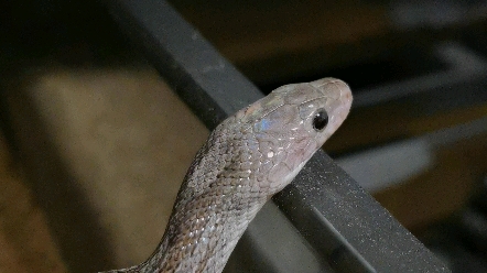 是自带腮红的仙女蛇哦!煤渣玉米蛇