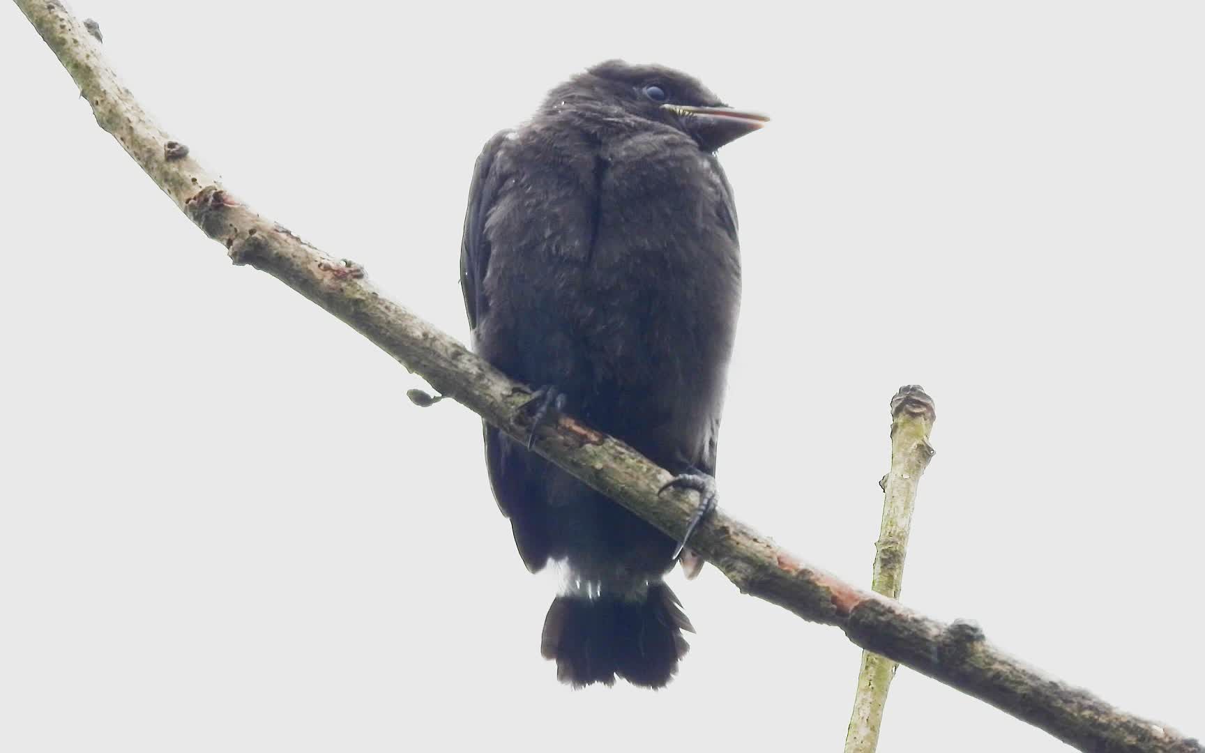 大雨中出窝的黑卷尾幼鸟正等着鸟爸鸟妈喂它呢